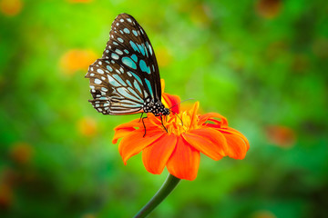 Obraz na płótnie Canvas Blue butterfly fly