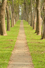 Walkway in Park