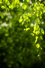 Fototapeta na wymiar Young spring leaves