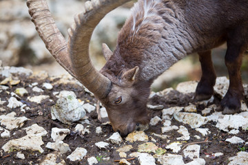 Steinbock