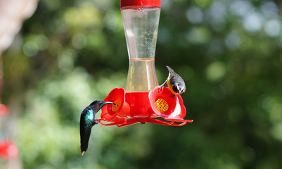Colibri dans le Jardin de Balata