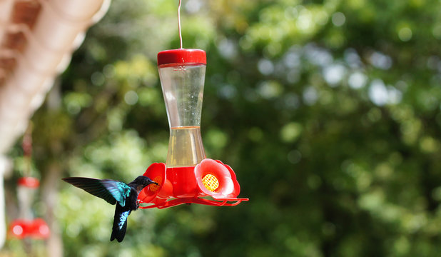 Colibri dans le Jardin de Balata