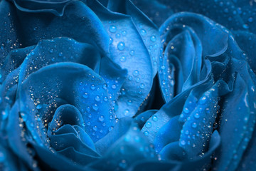 Blue rose with water drops. Macro shot.