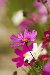Cosmos bipinnatus