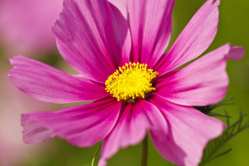 Obraz premium Cosmos bipinnatus
