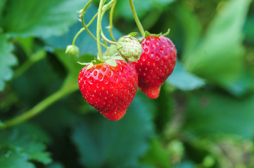 strawberries