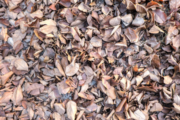 Brown fallen leaves laying