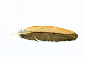 Fototapeta na wymiar feather isolated on white background. Space for your text