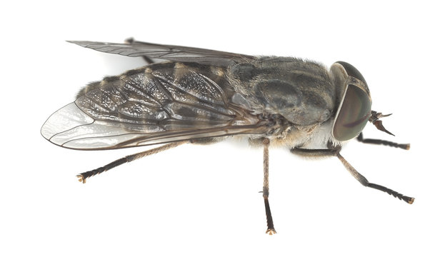 Female horsefly isolated on white background