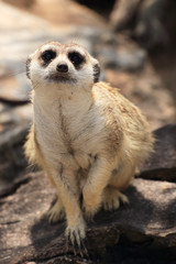 Meerkat in open zoo