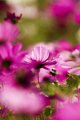 Obraz premium Cosmos bipinnatus