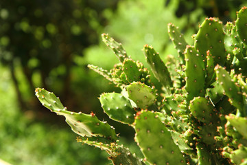 opuntia cactus background