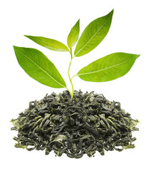 Green tea with plant isolated on white background