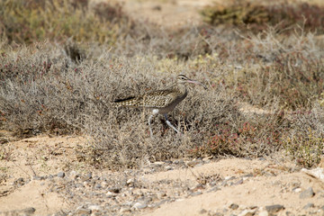 Whimbrel (Numenius Phaeopus)