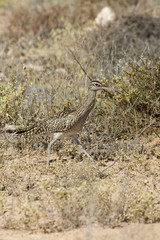 Whimbrel (Numenius Phaeopus)