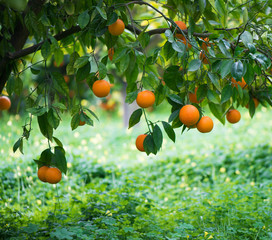 Orange on a tree branch