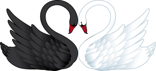 Two Swans in Love