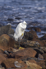little egret (egretta garzetta)