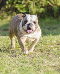 Obraz premium English Bulldog
