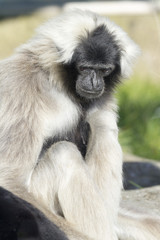 Gibbon