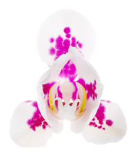 three petals light orchid flower with pink spots