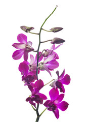 Fototapeta premium dark purple orchid flower branch isolated on white