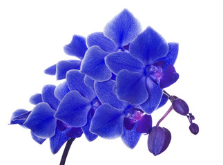Obraz na płótnie Canvas lush branch with small blue orchid flowers