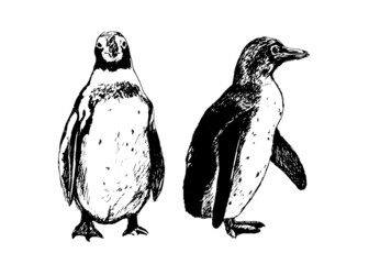 Hand drawing penguins. Vector illustration © onot