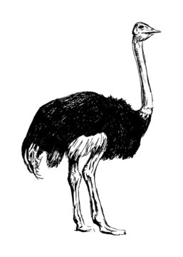 Hand drawing an ostrich. Vector illustration