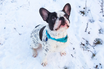 French bulldog on the walk in winter scenery