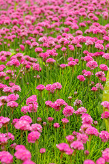 Obraz premium Pink flower
