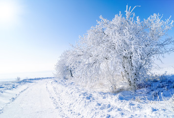 Obraz premium Snow-covered trees