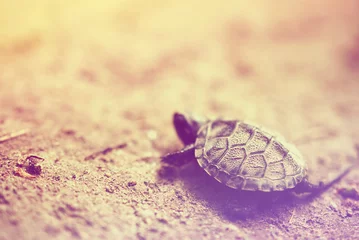 Rolgordijnen Schildpad Baby turtle