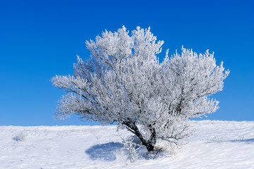snowy tree