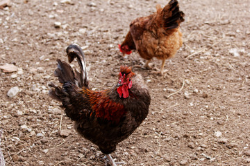 Cock in the farmland