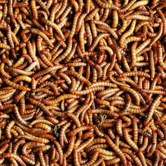 many  larvae