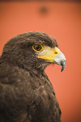 Black eagle head, european bird