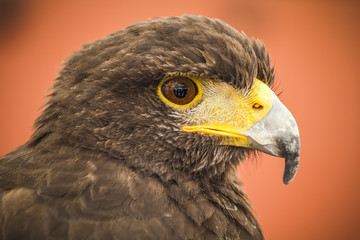 Black eagle head, european bird