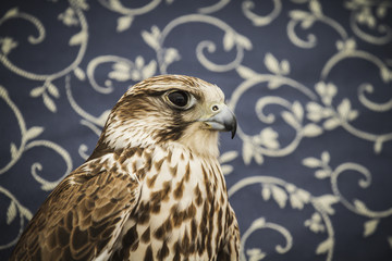 peregrine, falcon, medieval bird, wildlife concept