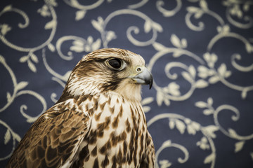 peregrine, falcon, medieval bird, wildlife concept