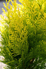 cypress - Chamaecyparis lawsoniana Golden Wonder - obrazy, fototapety, plakaty