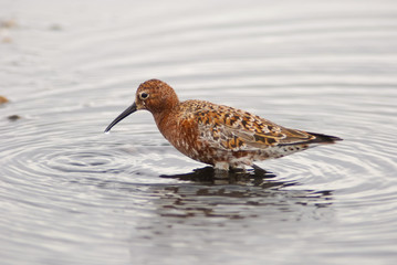 piovanello (Calidris ferruginea)