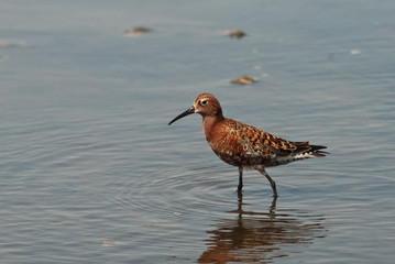 piovanello (Calidris ferruginea)