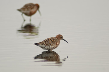piovanello (Calidris ferruginea)