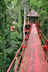 Fototapeta premium Bridge to jungle