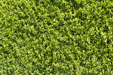 Green garden hedge surface