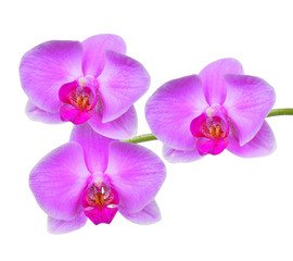 Closeup of a purple orchid isolated on white