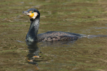 BIRDS - Cormorant / Kormoran