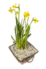 Narcissus in basket isolated on White