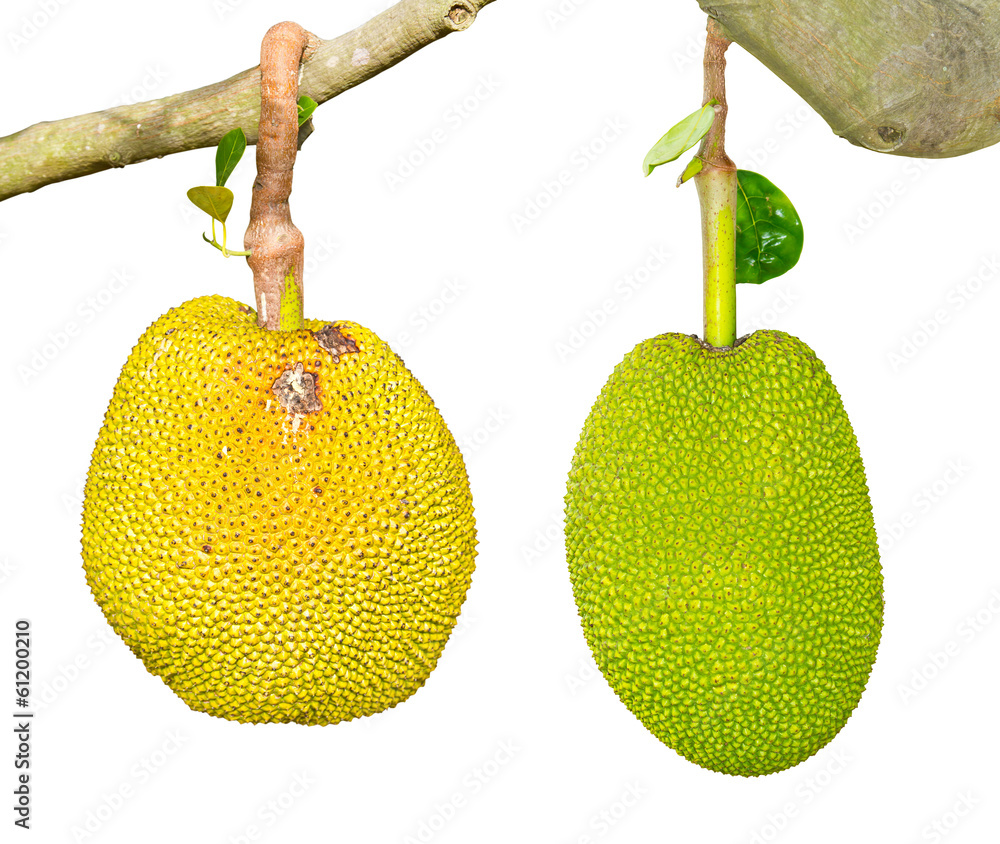 Wall mural isolates jackfruit two different branches hanging ripe and raw